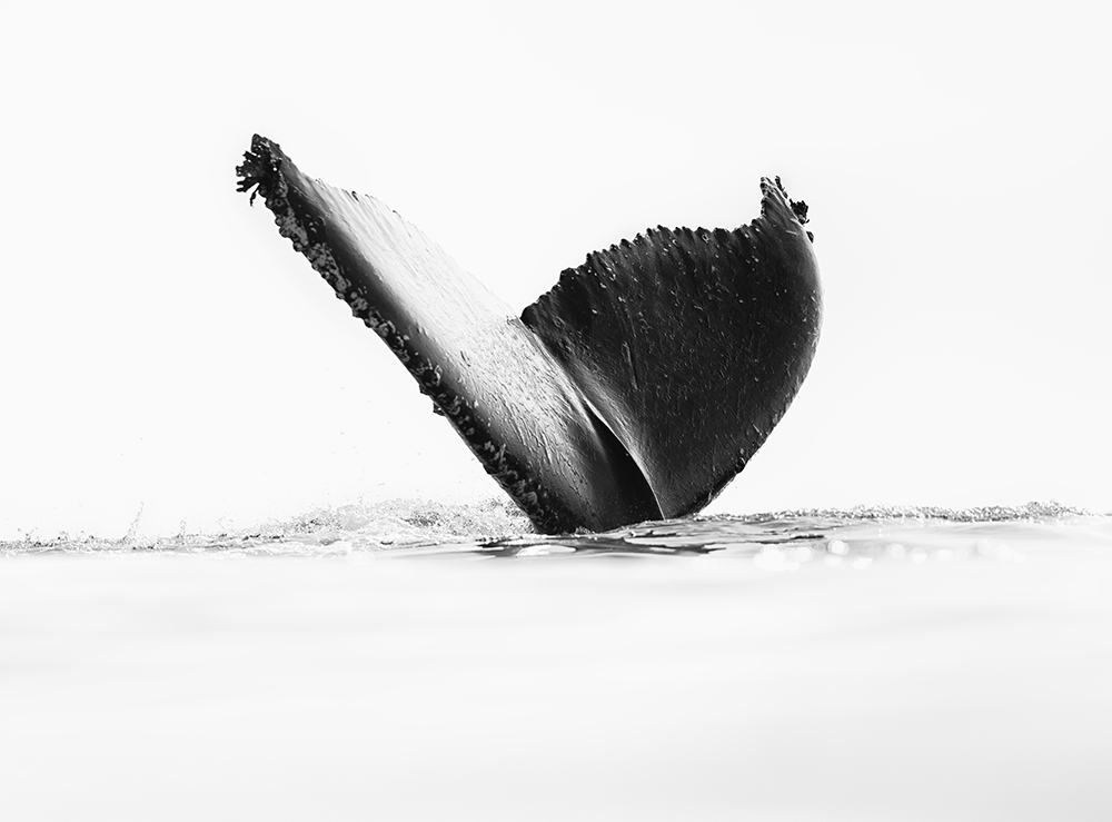 Photo of humpback whale off the coast of South Africa taken by wildlife photographer Chris Fallows