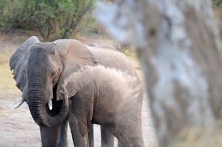 An elephant takes a dust bath.