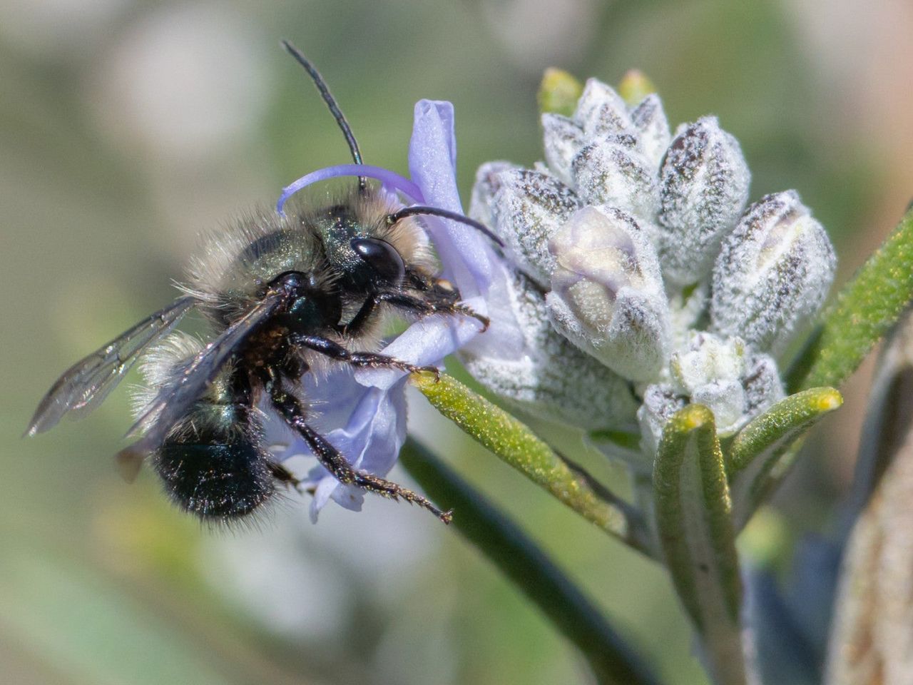 A mason bee on a light purple flower