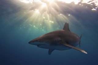 Whitetip shark in sunlight