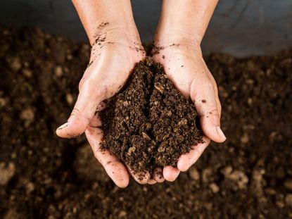 Hands Holding Garden Soil With Peat Moss