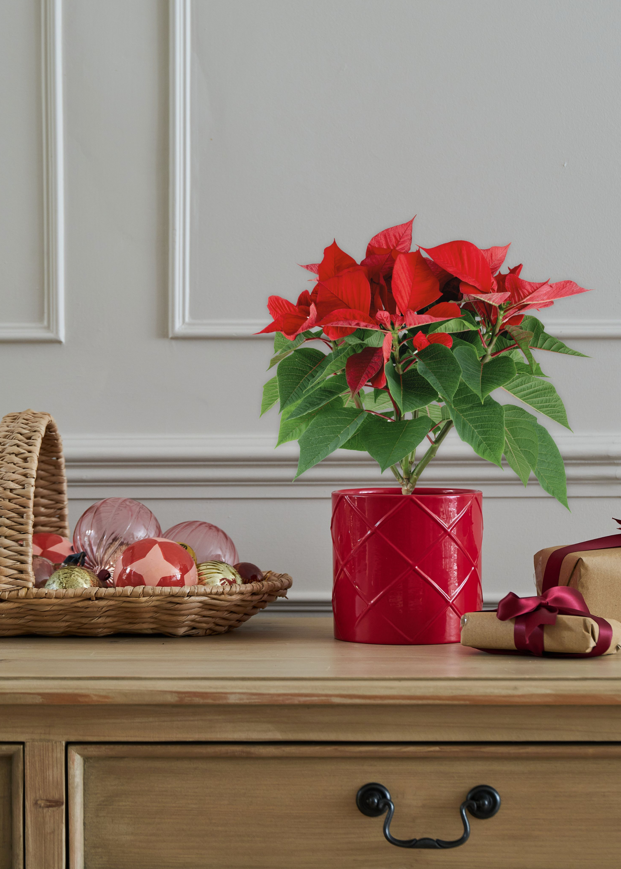 A freedom red poinsettia in a red planter on a wood sideboard beside a woven basket of baubles and ribbon wrapped presents