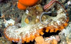 Australia's gloomy octopus