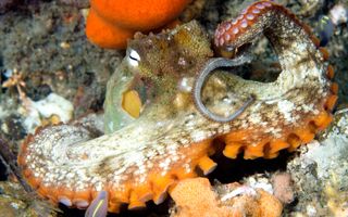 Australia's gloomy octopus