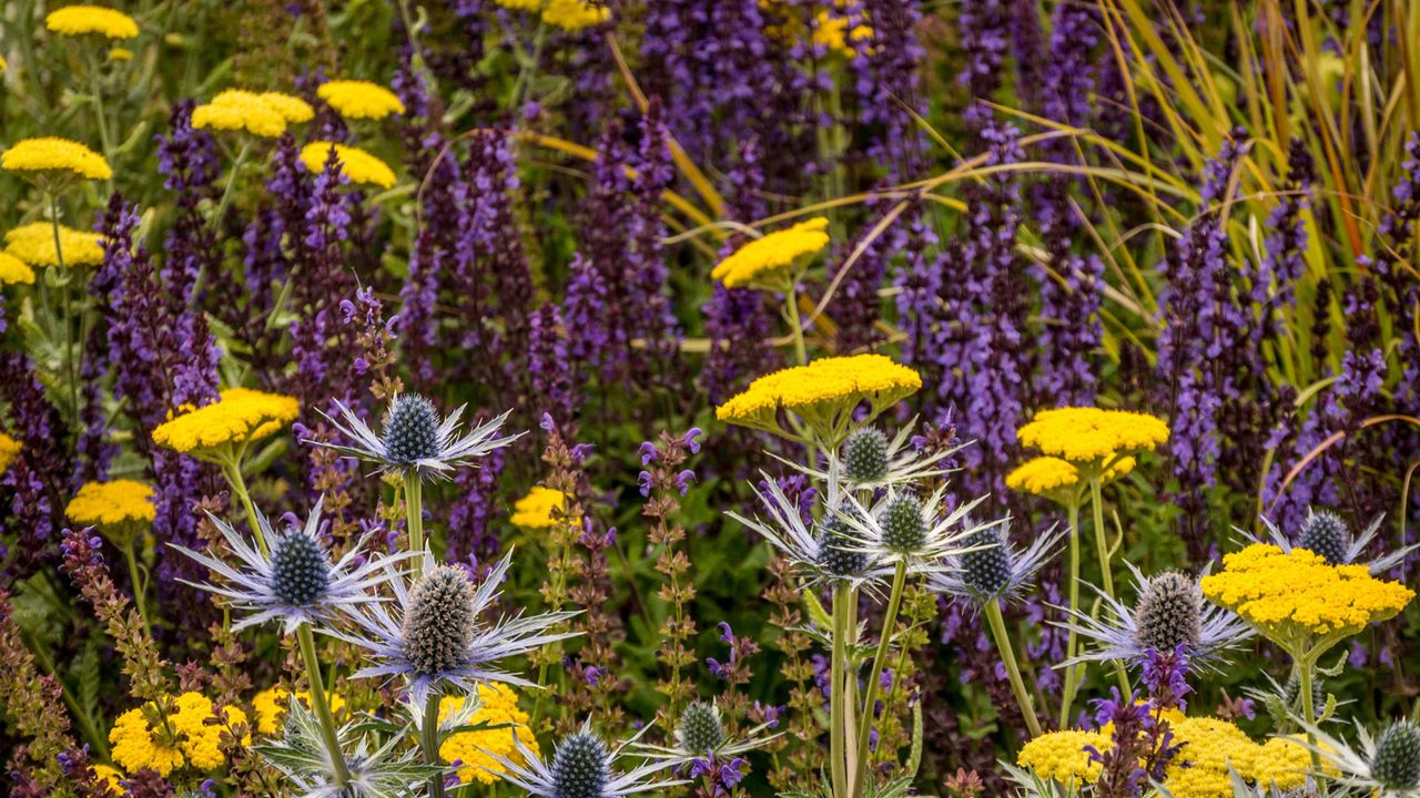 Salvia, Achillea and Eryngium flowers 