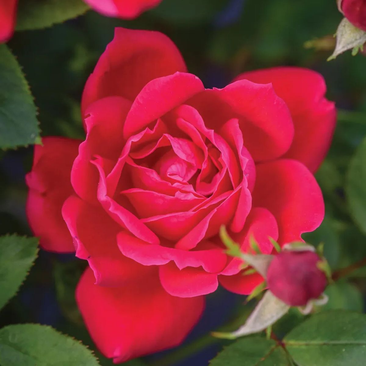 Red rose bush