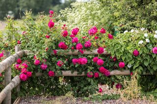 Thomas A Becket roses along a fence
