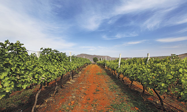 December 2015: Grover Zampa, Nandi Hills