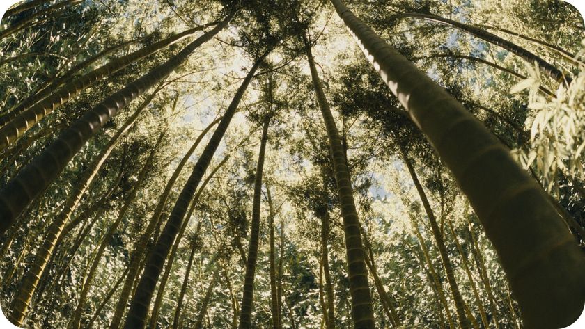 An image of a 3D forest generated by a Blender Forest Generator