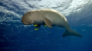 a dugong swims in the Red Sea