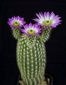 Purple Flowered Echinocereus Cactus