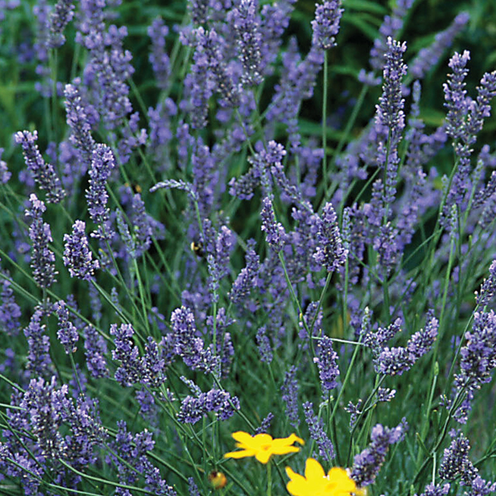 Grosso Lavender Plant