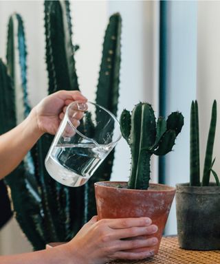 Watering cacti