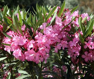 pink flowers on a nerium oleander shrub
