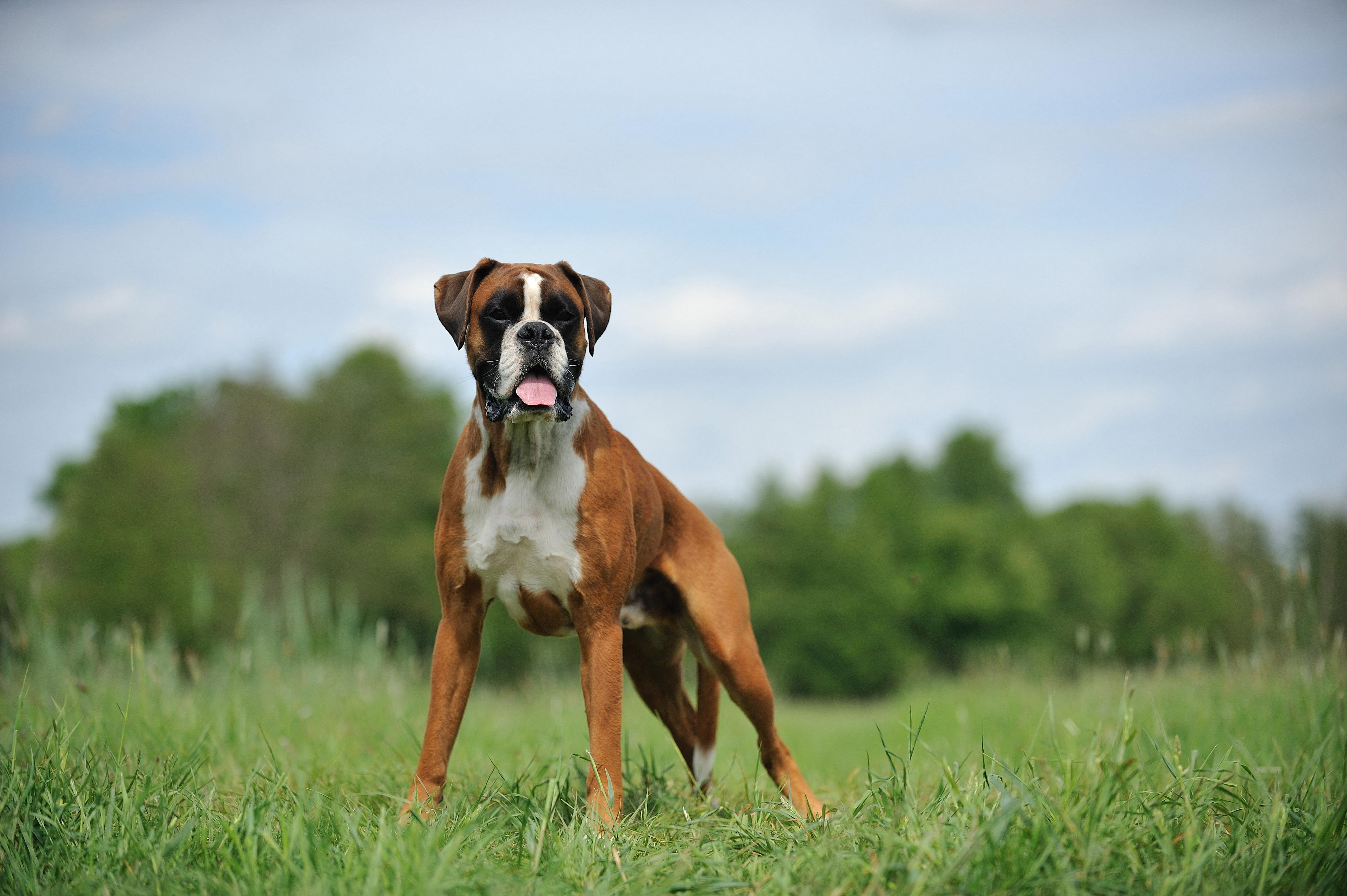 Boxer dogs at different ages, including curious adults peering from behind a partition, a puppy in long grass and an athletic adult standing alert in a field. (157 characters)