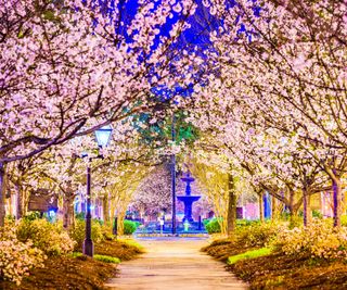 cherry blossom displays at Macon cherry blossom festival