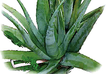 aloe_vera3-hr.jpg