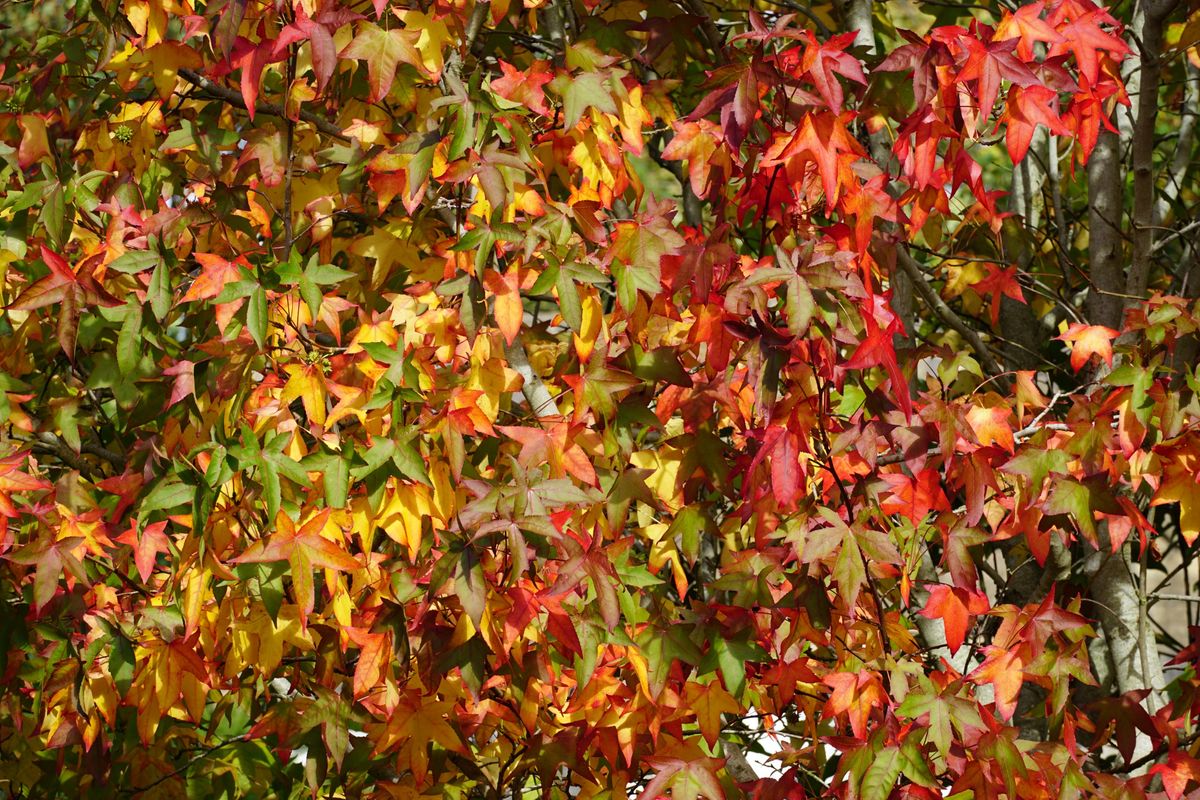 Sigma 50-120mm f/2.8 DC OS | C sample image