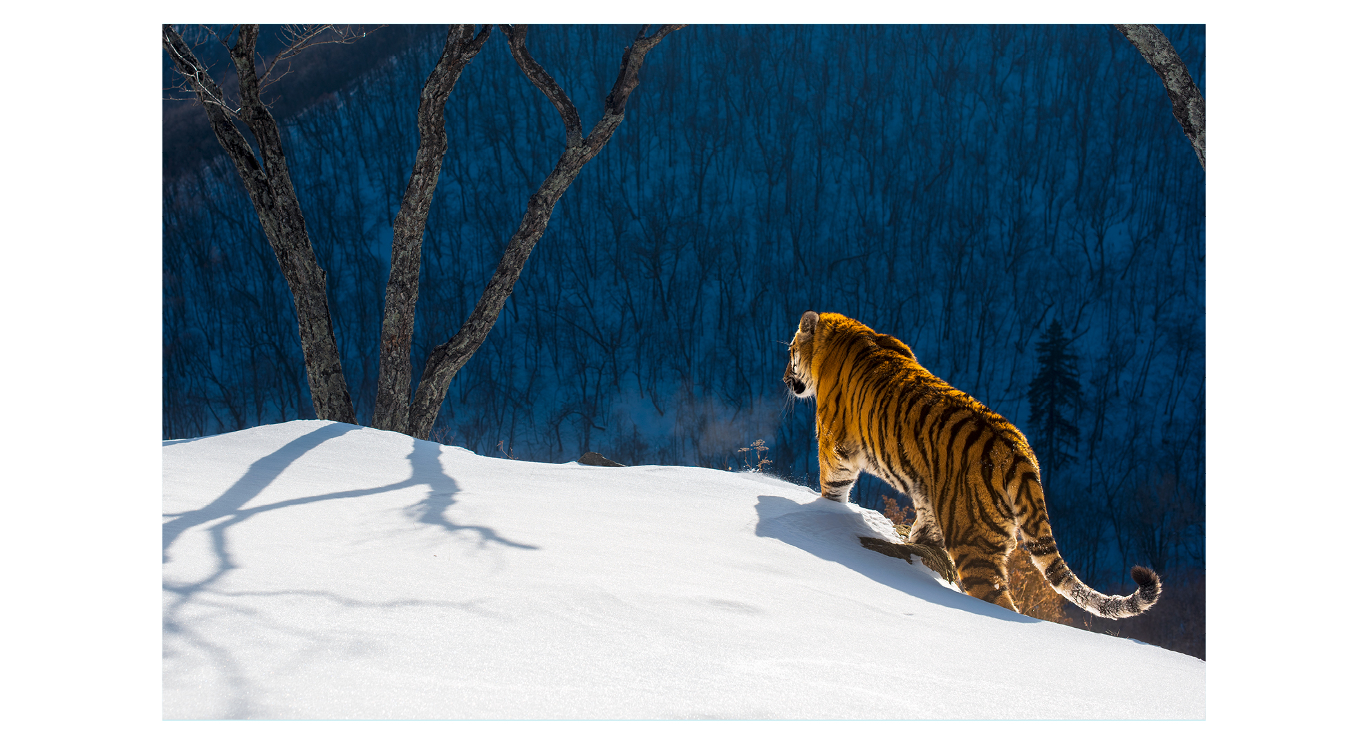 Photograph of a Siberian Tiger taken in the far east of Russia