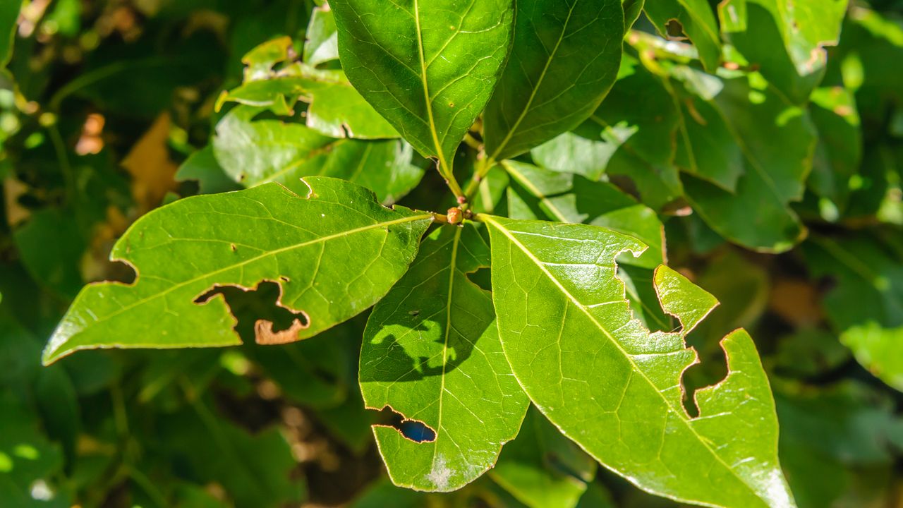 Leaves damaged by vine weevils