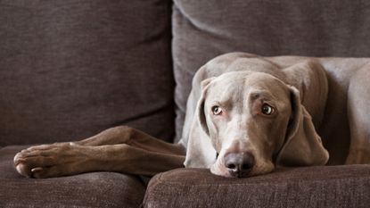 Dog lying on sofa