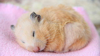 Hamster sleeping on a pink blanket