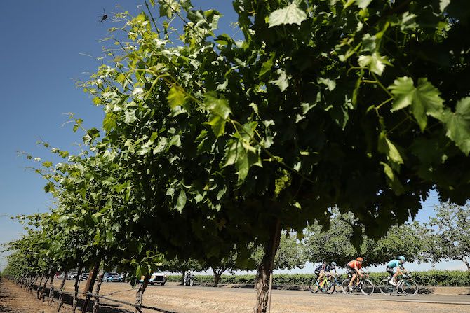 The breakaway makes its way through the grapevines on stage 1 of the 2019 Tour of California