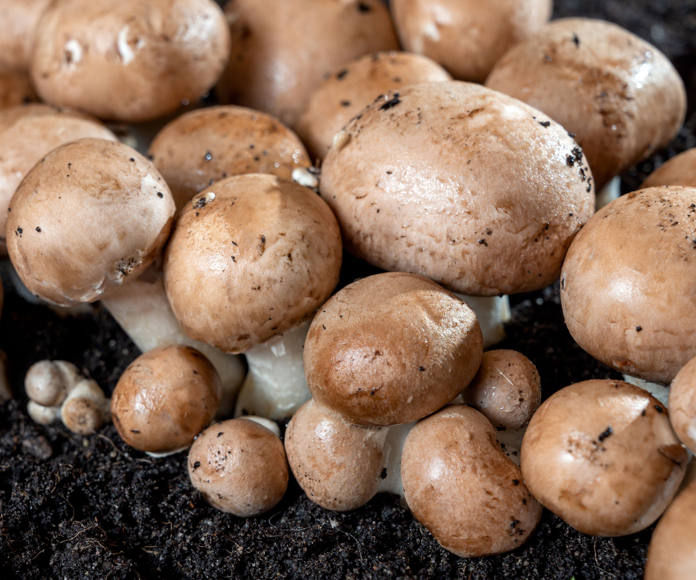 portobello mushrooms growing on compost