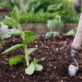 Broad bean plants growing in garden