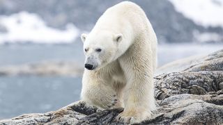 A polar bear on a rock in new nature TV show Wild Scandinavia