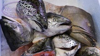 Fish, Marine biology, Seafood, Fish, Fish products, Silver, Ray-finned fish, Bony-fish, Oily fish,