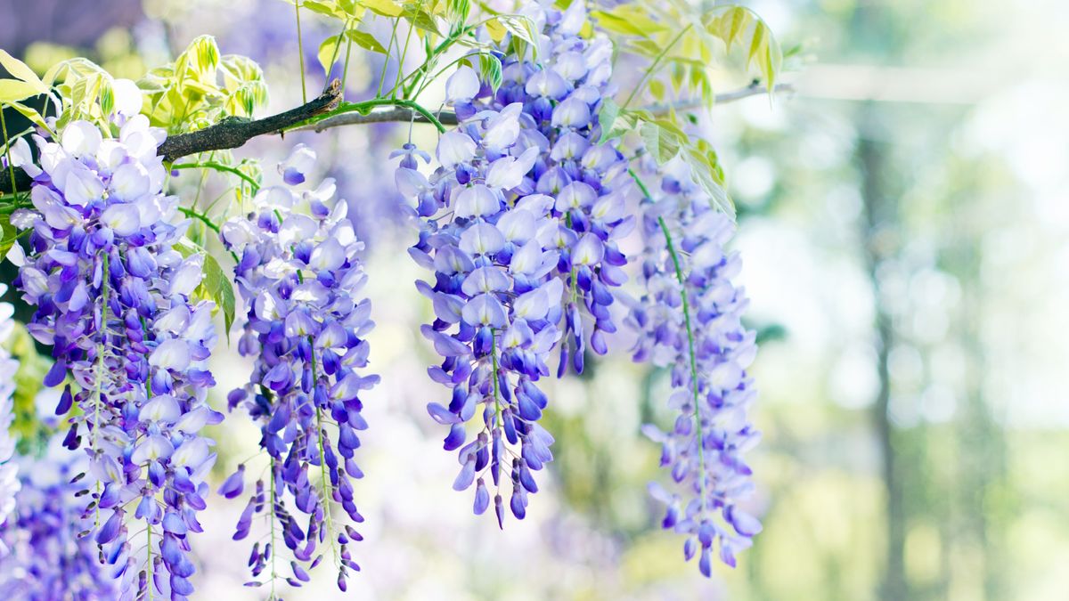 Prune Wisteria in July or Risk Losing Next Year's Flowers
