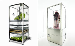 Left: a botanical environment within a transparent case. Right: a frozen bouquet of flowers dripping with icicles