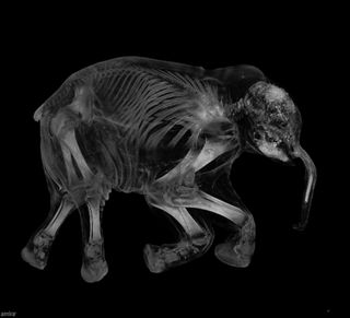 Lyuba the baby mammoth gets a CT scan, revealing her skeleton.