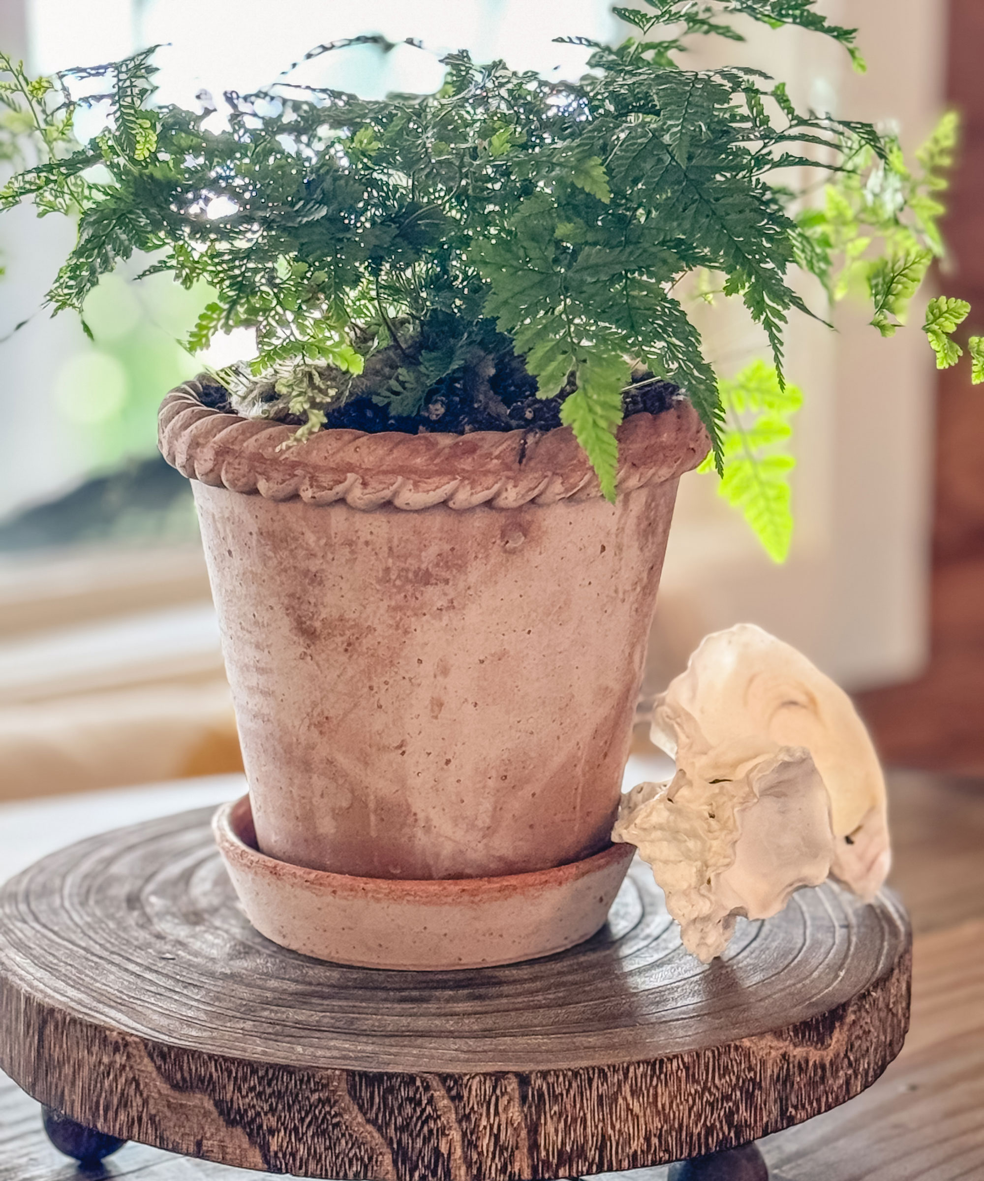 small table with fern in terracotta pot and seashell