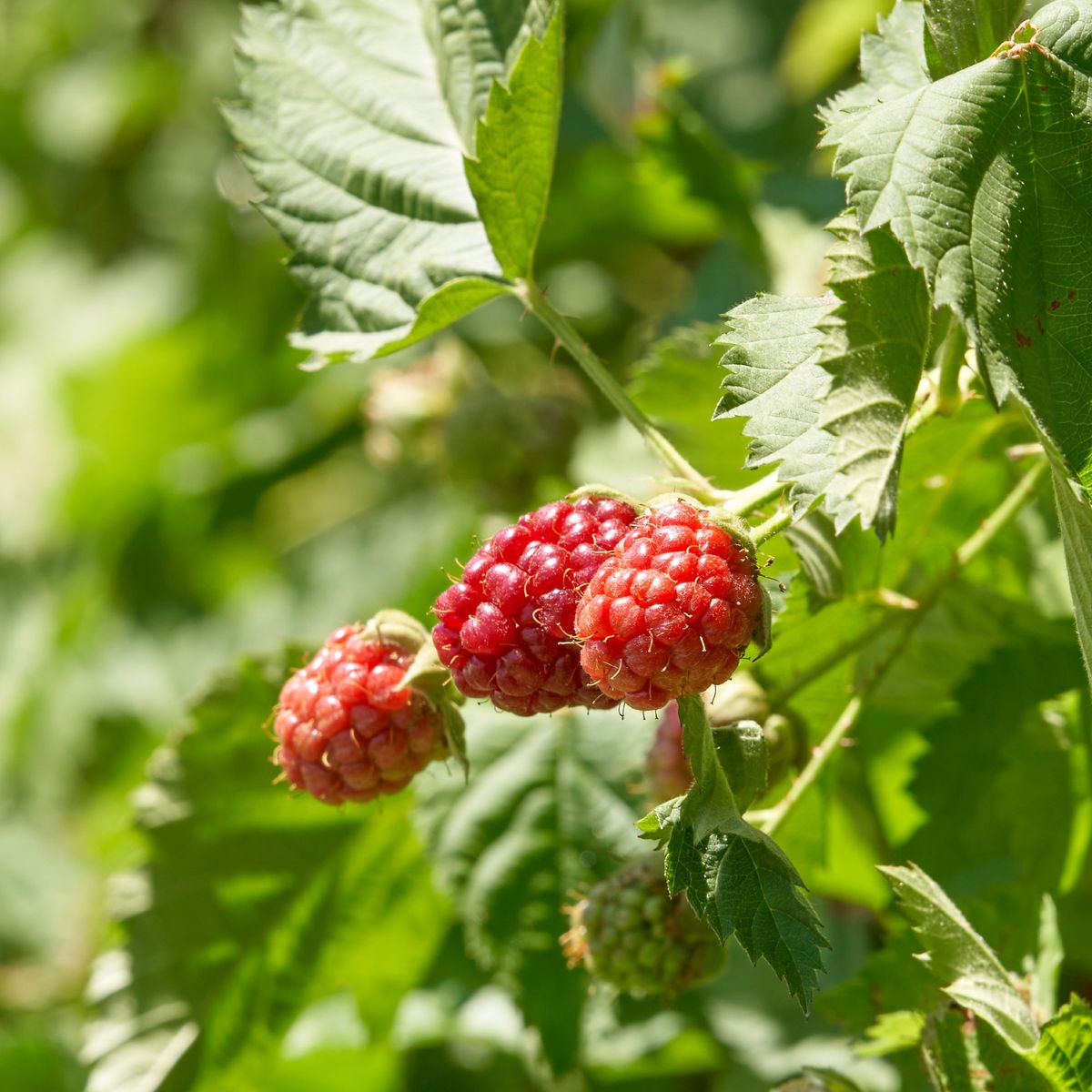 When to plant raspberry canes according to gardening experts | Ideal Home