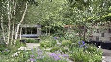 Wild forest garden with silver birch on the left and lavender planting in the foreground