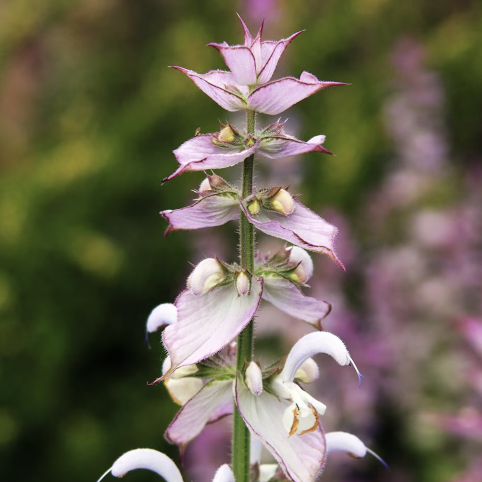 clary sage Salvia sclarea plant closeup from RHS