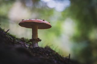 Mushroom shot using Laowa 85mm Macro