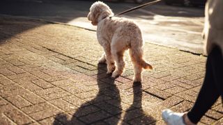 Dog owner walking with her dog on the street