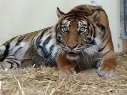 The Jerusalem Biblical Zoo's endangered Sumatran tigress has eaten her 2 cubs