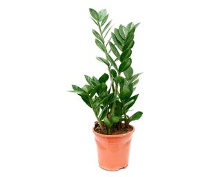 Houseplant in orange pot