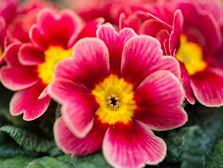 Pink Primrose Plants