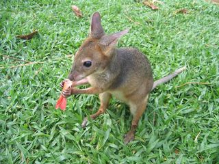 A red-legged pademelon is closely related to the kangaroo.