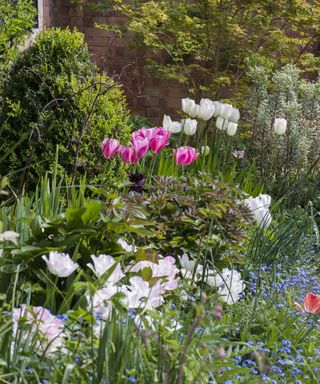 A spring border planted with Tulips 'Angelique', 'Survivor', 'Maureen', forget-me-nots, box and an acer tree behind.