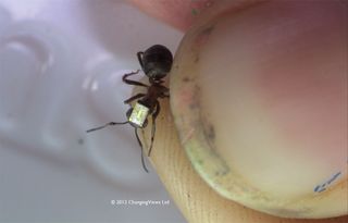 researchers hope to radio tag 1,000 hairy wood ants.