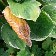 Leaves on hosta brown from plant damage