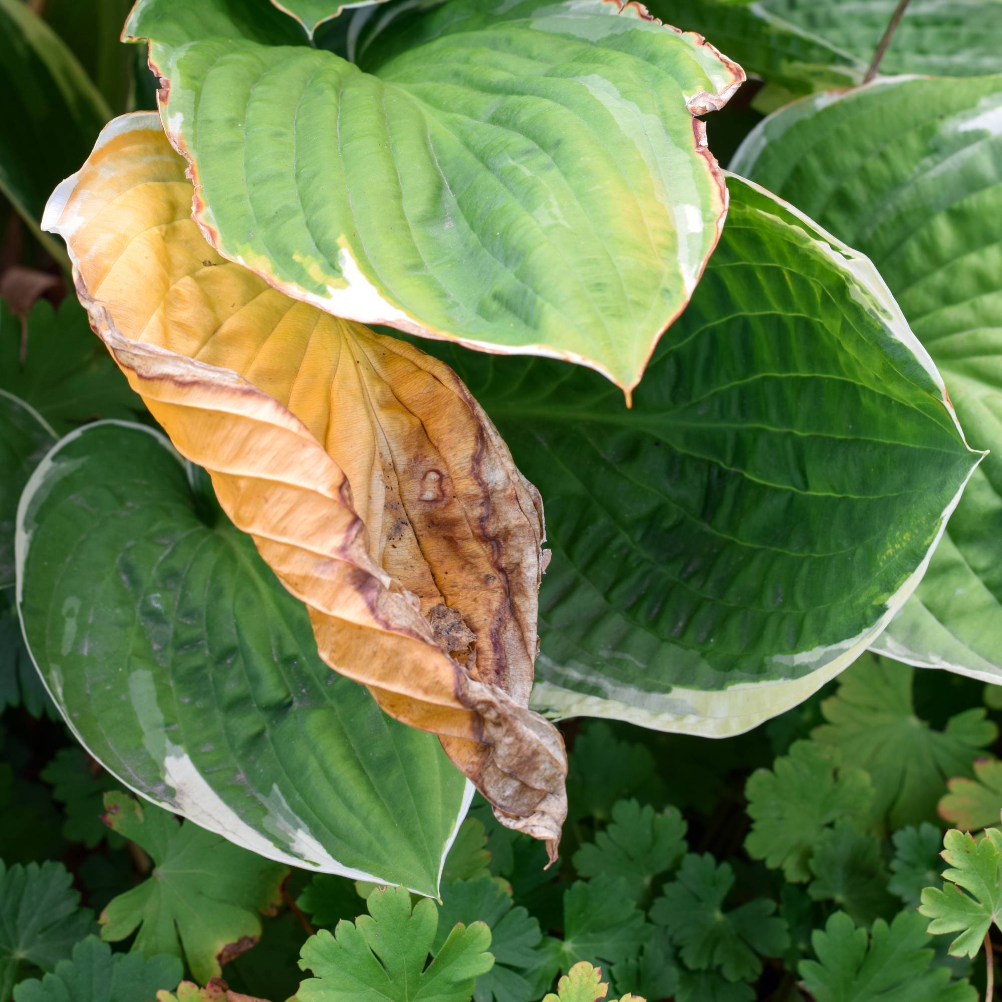 Leaves on hosta brown from plant damage