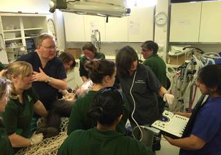 Veterinarians perform tests on the pregnant gorilla Kera at Bristol Zoo Gardens in the United Kingdom.