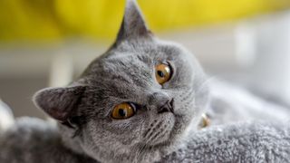 British Shorthair cat